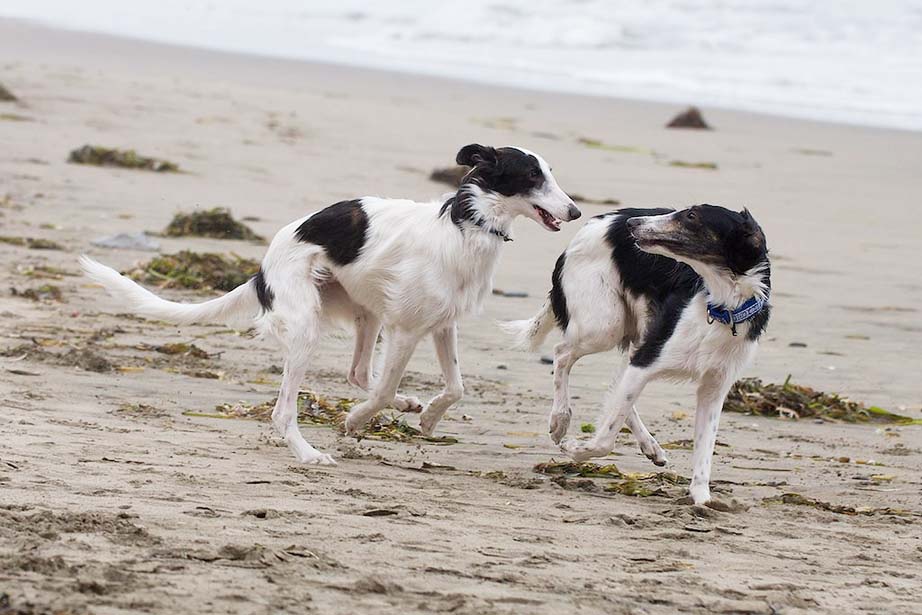 Silken Windhound Brothers Falkor and Rinjin