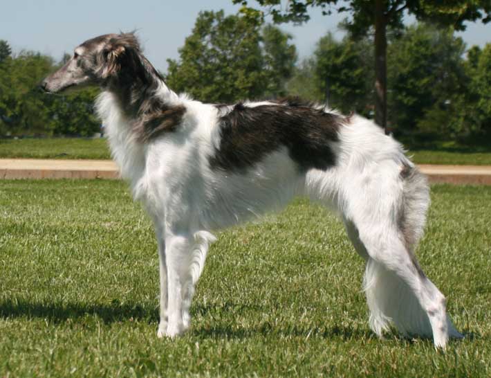 is the silken windhound legal in singapore