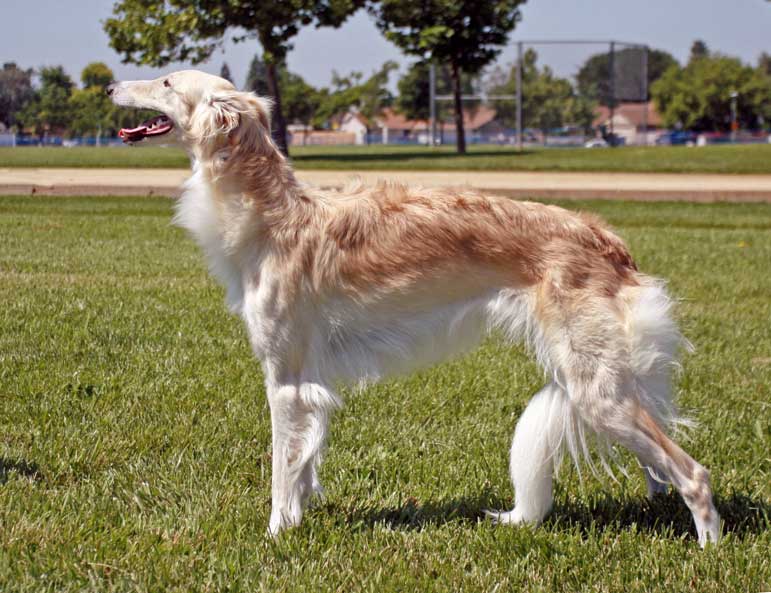 is the silken windhound legal in singapore