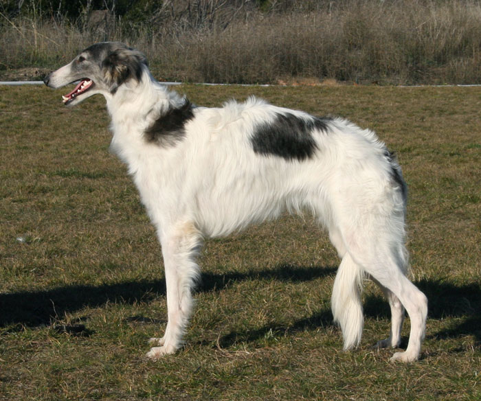 is the silken windhound legal in singapore