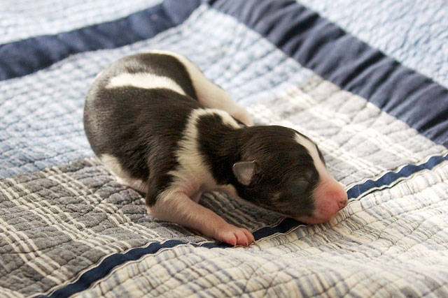 Silken Windhound litter