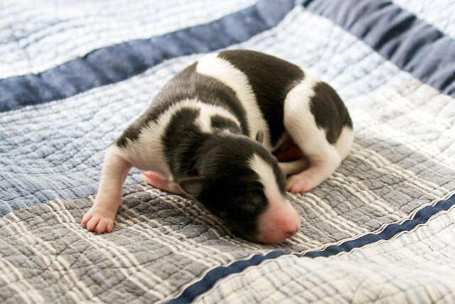 Day old Silken Windhound puppies