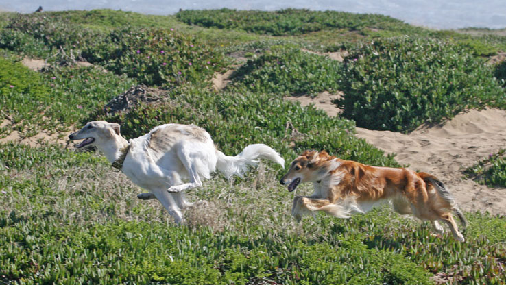 Ivy and Jake the Silken Windhounds run along the cliffs