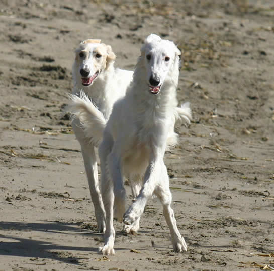 Ronan and Sazi Silken Windhounds