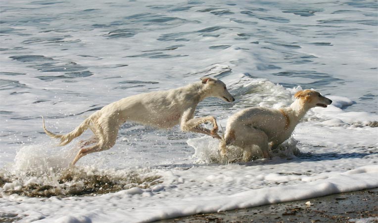 Ronan and Sazi, brother and sister Talisman Silken WIndhounds at play in the ocean off the California Coastline