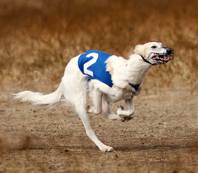 Sazi, Loki, and Dita, Talisman Silken WIndhounds playing on the beach of coastal California