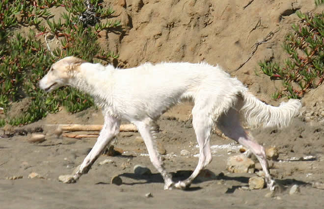 Sazi the Talisman Silken Windhound trots out on the beach