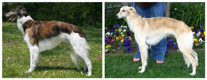 teddy and maya silken windhounds